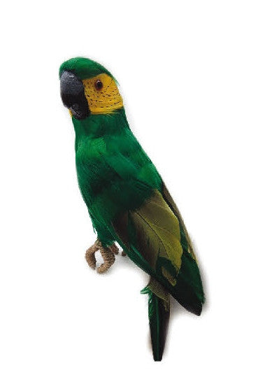 13" Parrot (L100107)