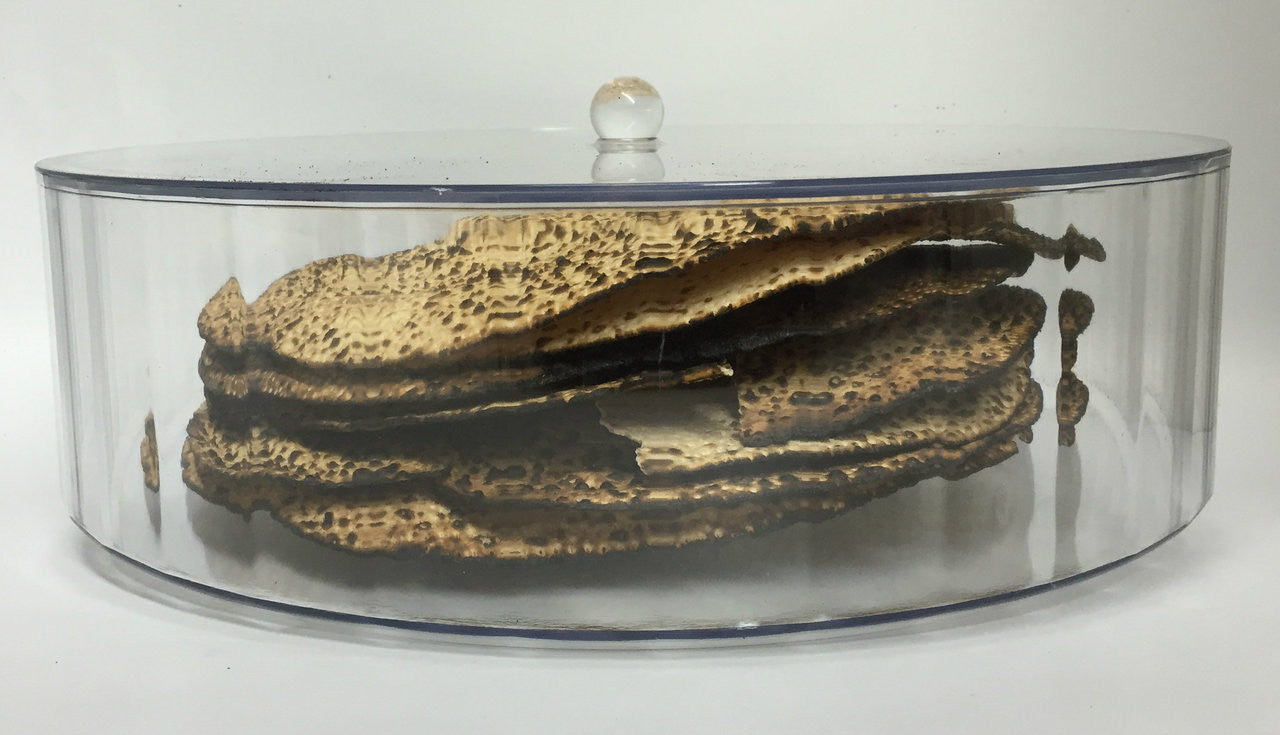 Lucite Round Matzah Box with Cover Large (P-MBXL)