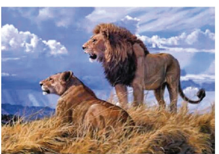 4D Poster 20" x 28"-- Lions (P98902)