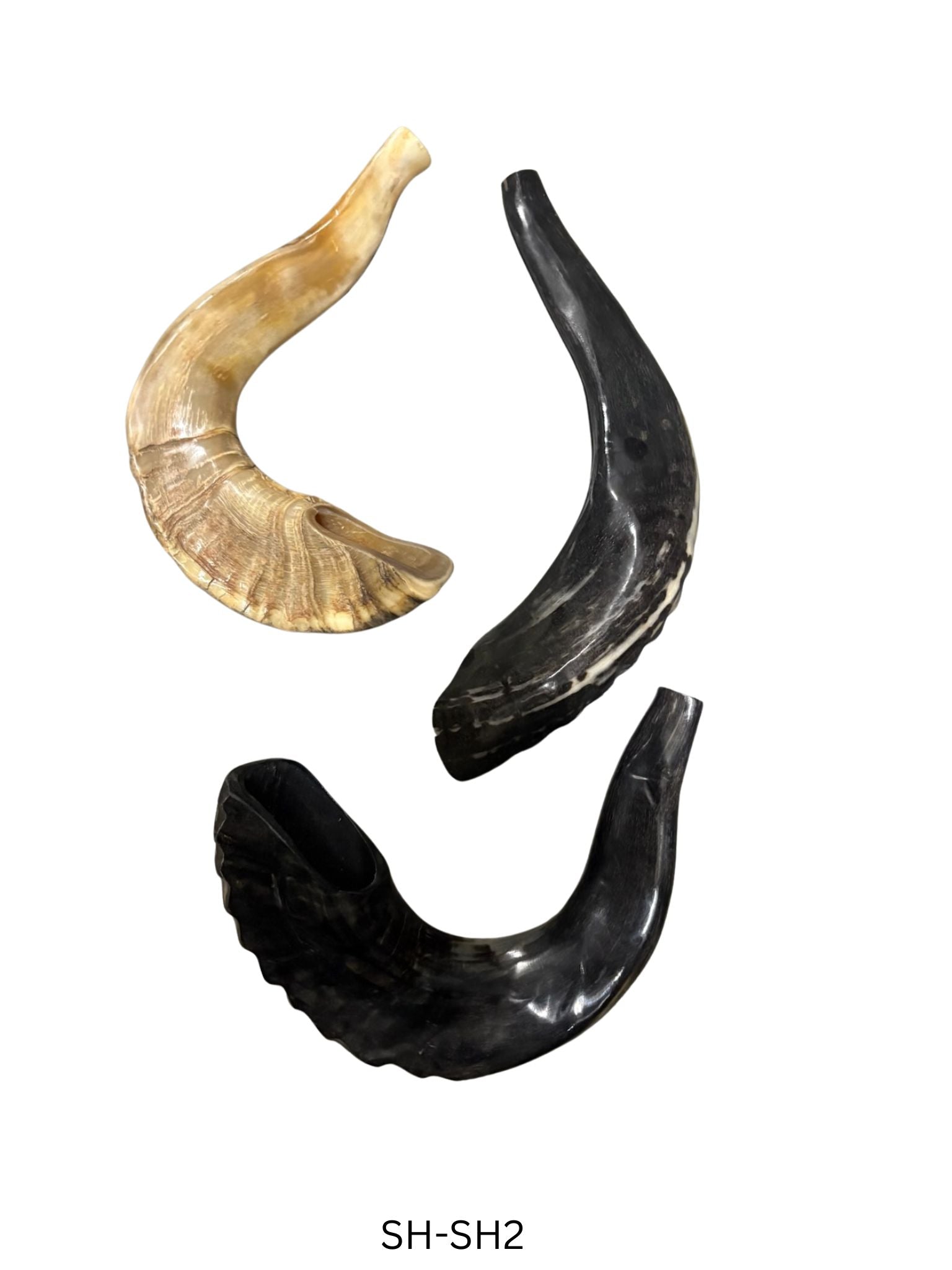 Shofar (Ram Horn) Select Size (SH-SH)