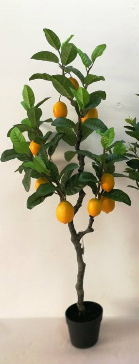 Lemon Tree - Big Lemons