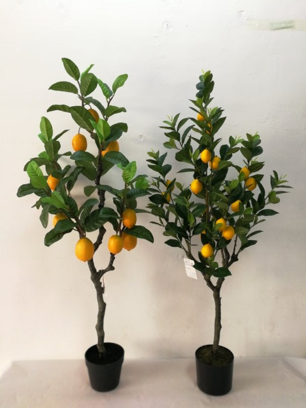 Lemon Tree - Small Lemons