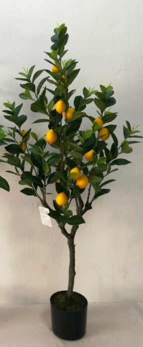 Lemon Tree - Small Lemons