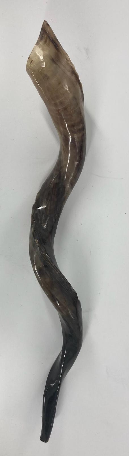 Yemenite Shofar (SH-SHY) Select Size