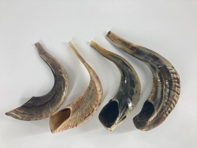 Badatz Shofar (Ram Horn) Select Size (SH-SHB)
