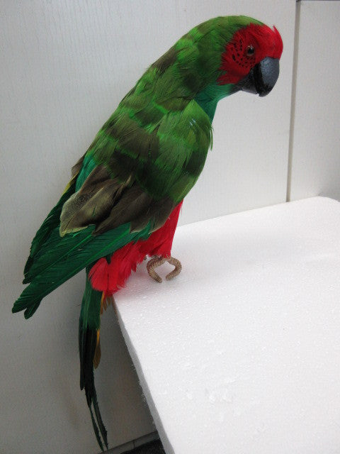 Large Parrot 21" (L100106)