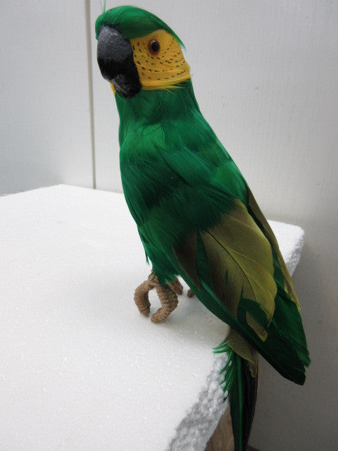 13" Parrot (L100107)