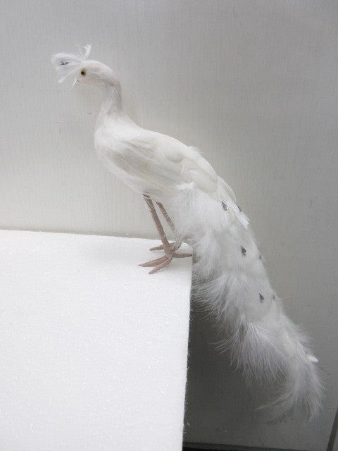White Peacock 19" (L100108)