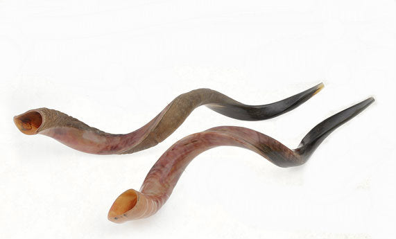Yemenite Shofar (SH-SHY) Select Size