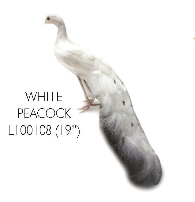 White Peacock 19" (L100108)