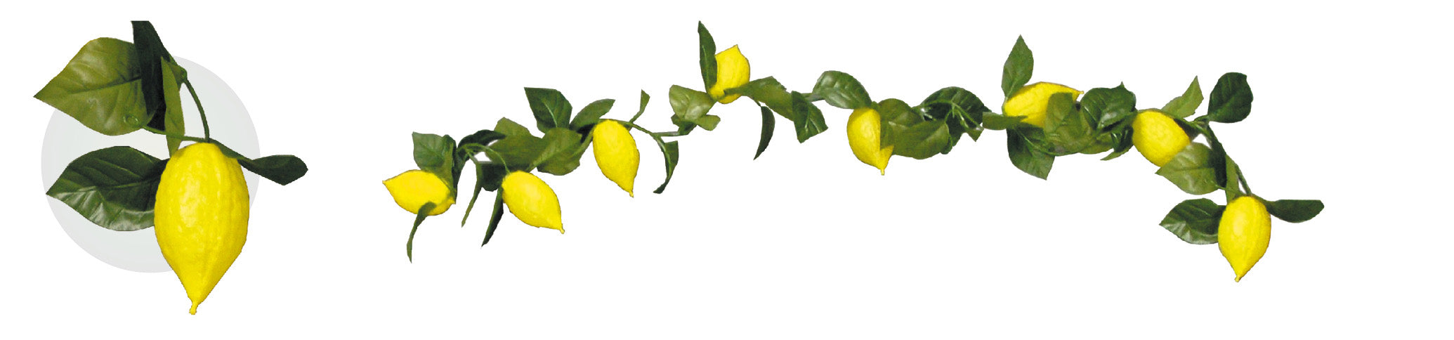 6' Esrog Garland - 8 esrogim  (200185)