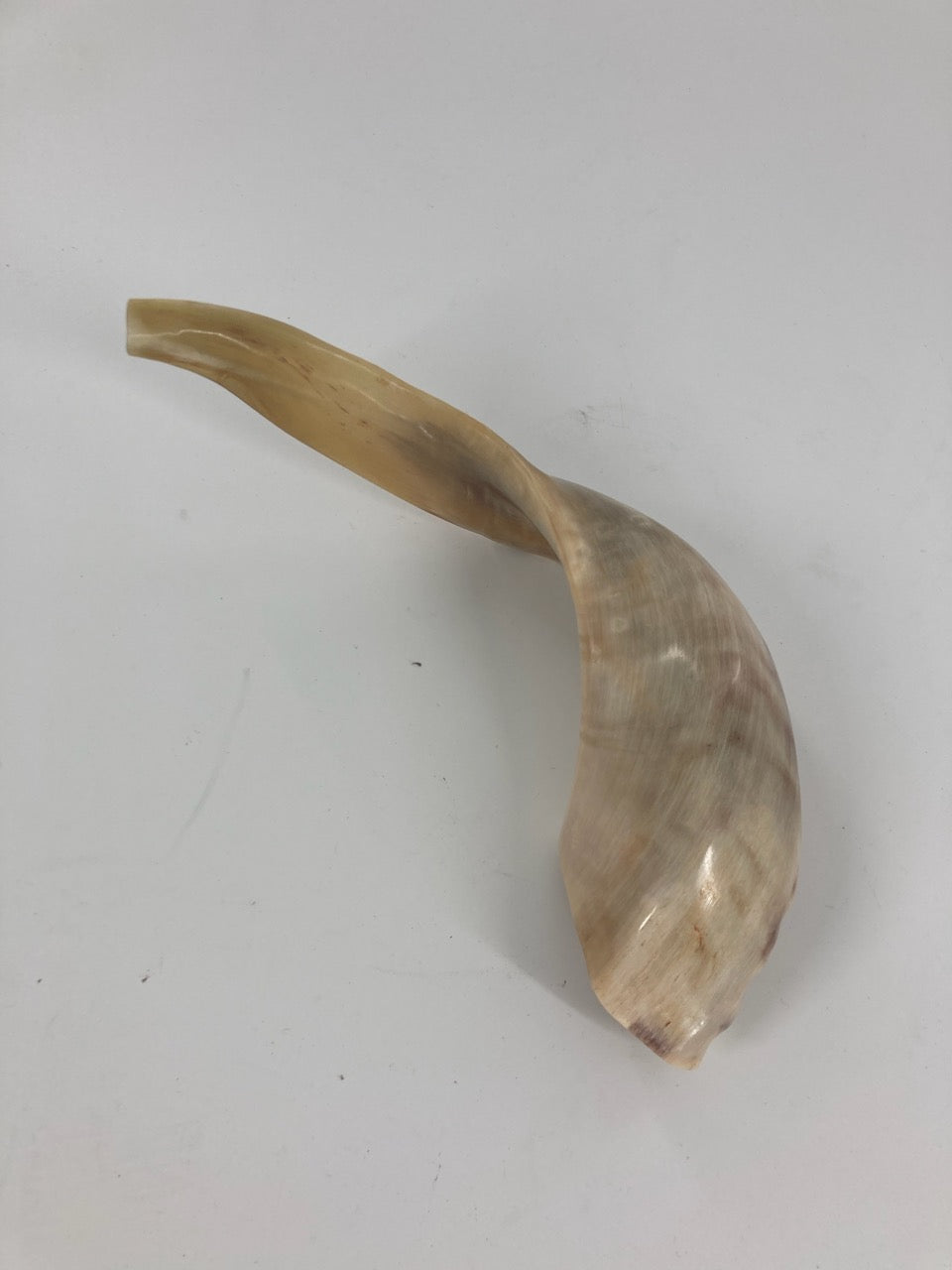 Shofar (Ram Horn) Select Size (SH-SH)