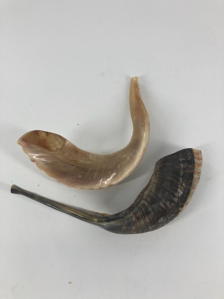 Shofar (Ram Horn) Select Size (SH-SH)