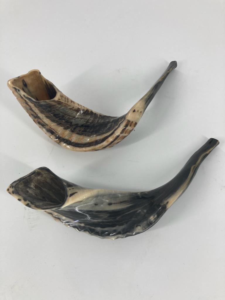 Shofar (Ram Horn) Select Size (SH-SH)