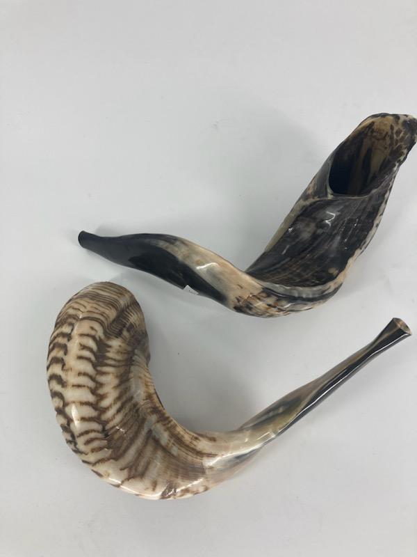 Shofar (Ram Horn) Select Size (SH-SH)