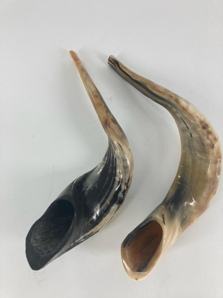 Shofar (Ram Horn) Select Size (SH-SH)