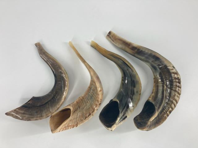 Badatz Shofar (Ram Horn) Select Size (SH-SHB)