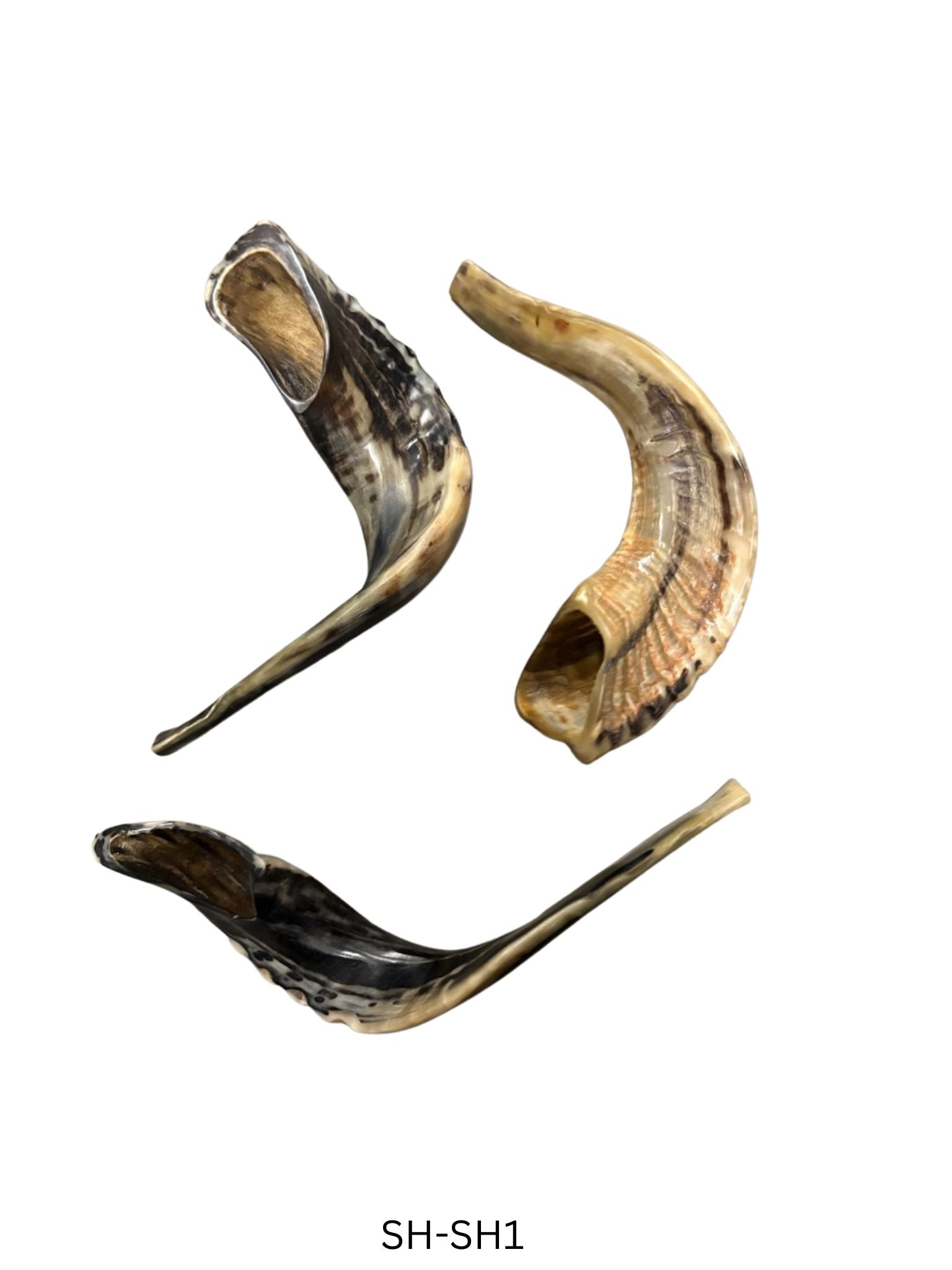 Shofar (Ram Horn) Select Size (SH-SH)