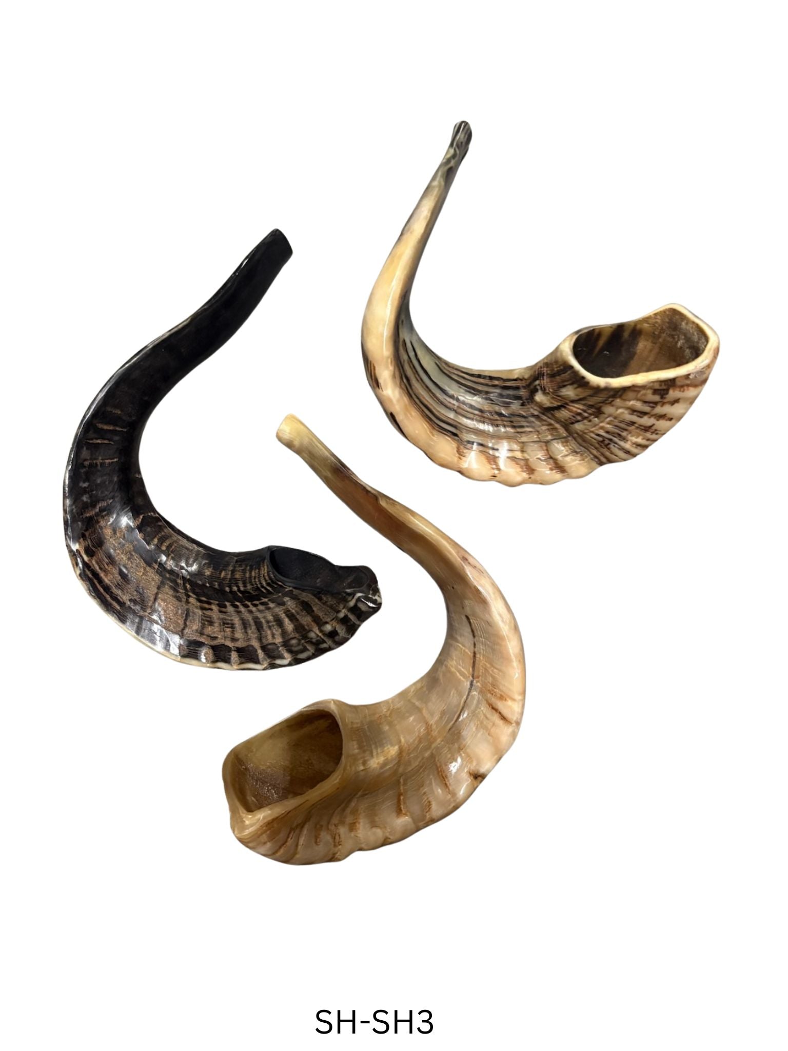 Shofar (Ram Horn) Select Size (SH-SH)