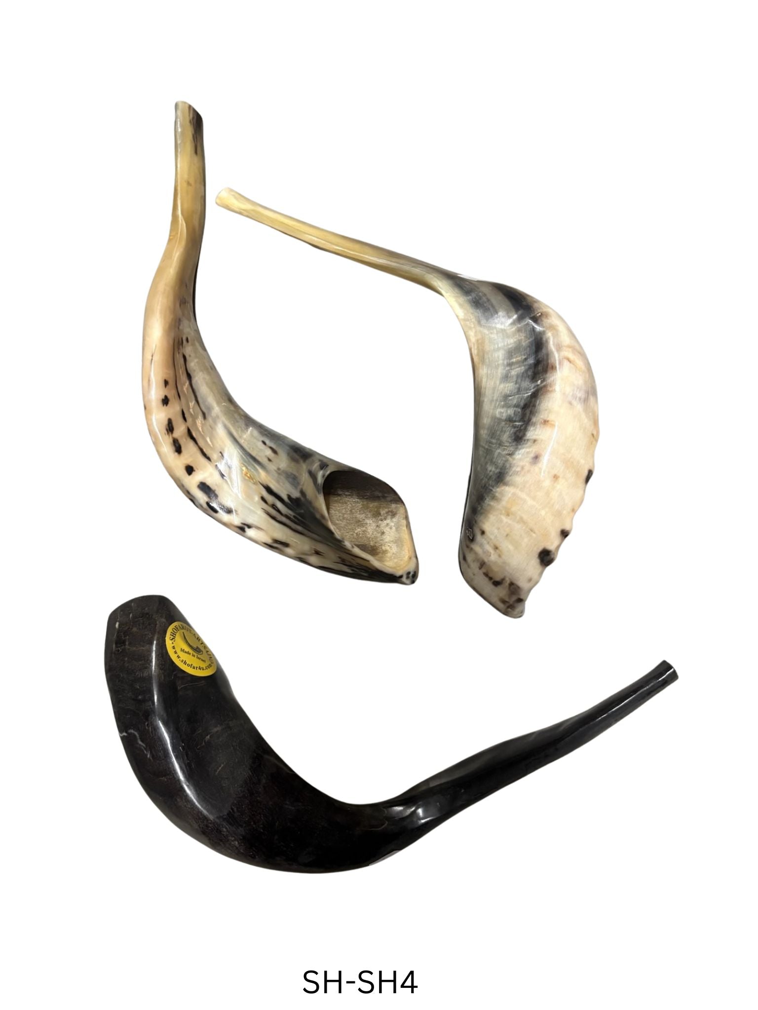 Shofar (Ram Horn) Select Size (SH-SH)