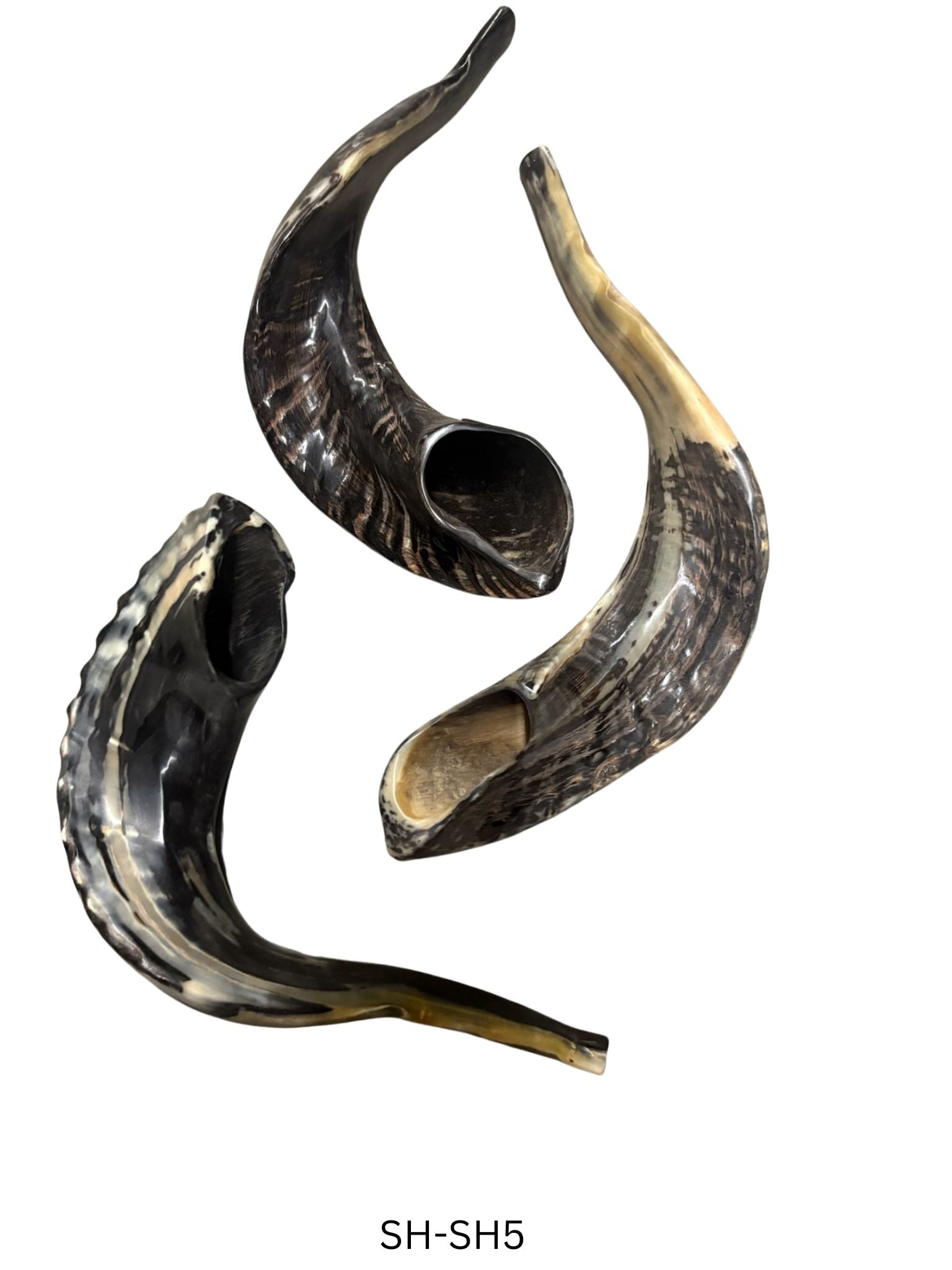 Shofar (Ram Horn) Select Size (SH-SH)