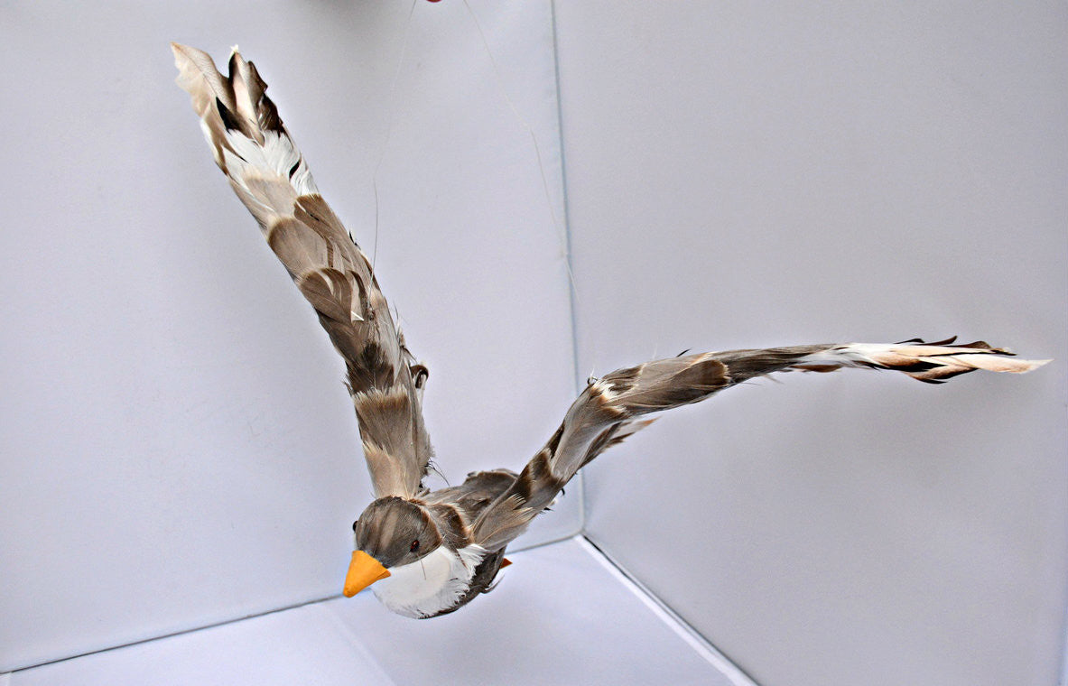 Brown Flying Seagull - 19" wide (L100109)