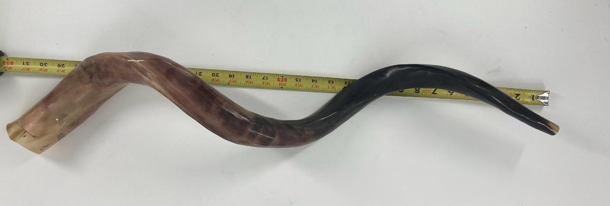 Yemenite Shofar (SH-SHY) Select Size