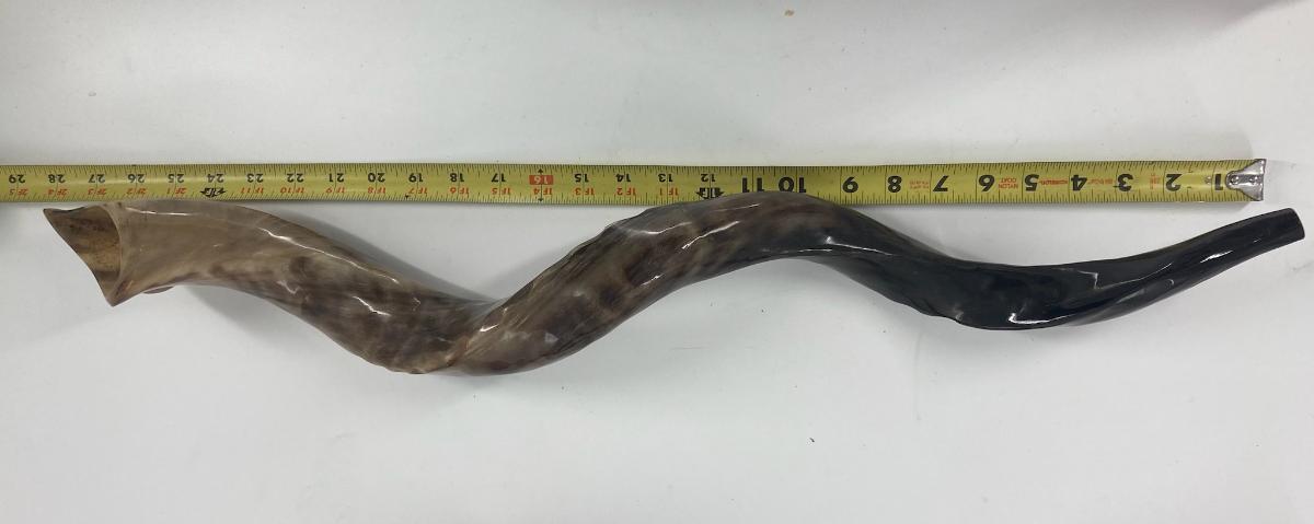 Yemenite Shofar (SH-SHY) Select Size