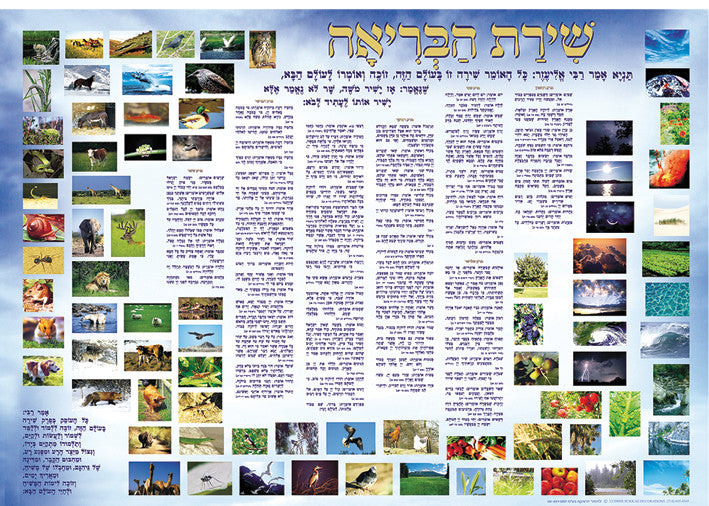 Laminated Poster 20" x 28"-- Shirat Habriah (P629)