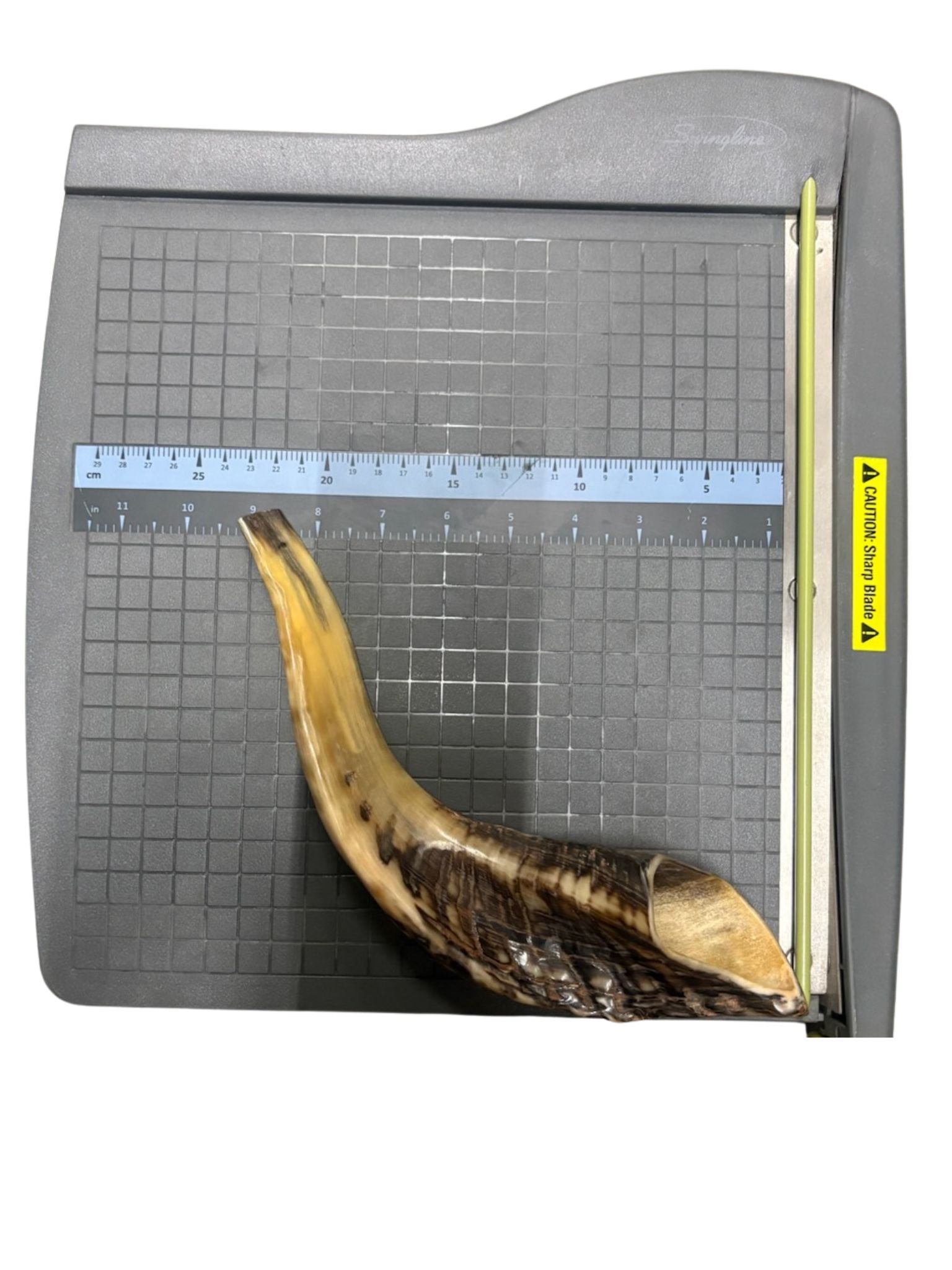 Shofar (Ram Horn) Select Size (SH-SH)