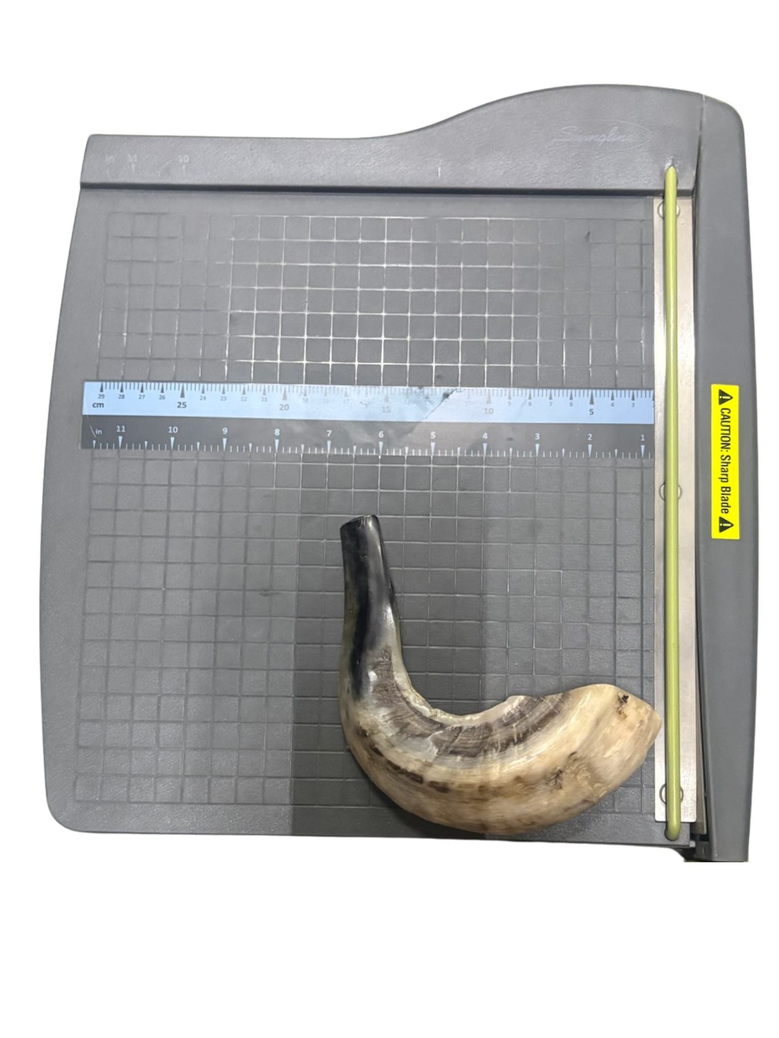 Shofar (Ram Horn) Select Size (SH-SH)