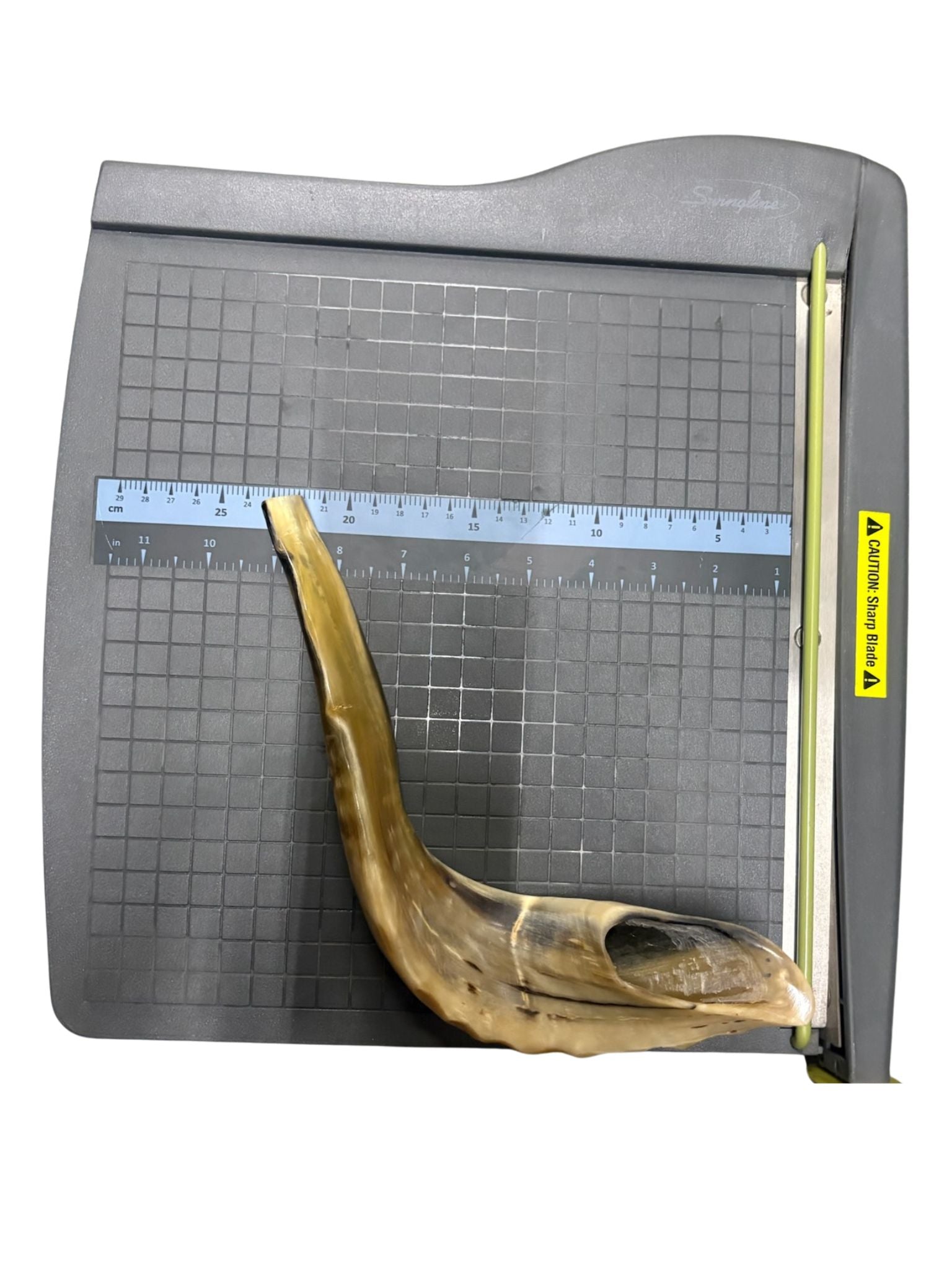 Shofar (Ram Horn) Select Size (SH-SH)