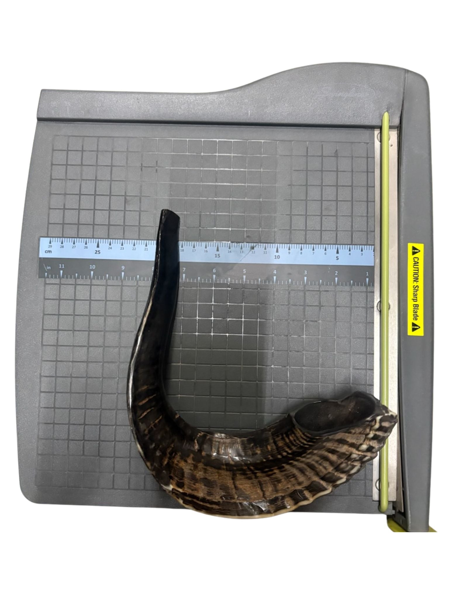Shofar (Ram Horn) Select Size (SH-SH)