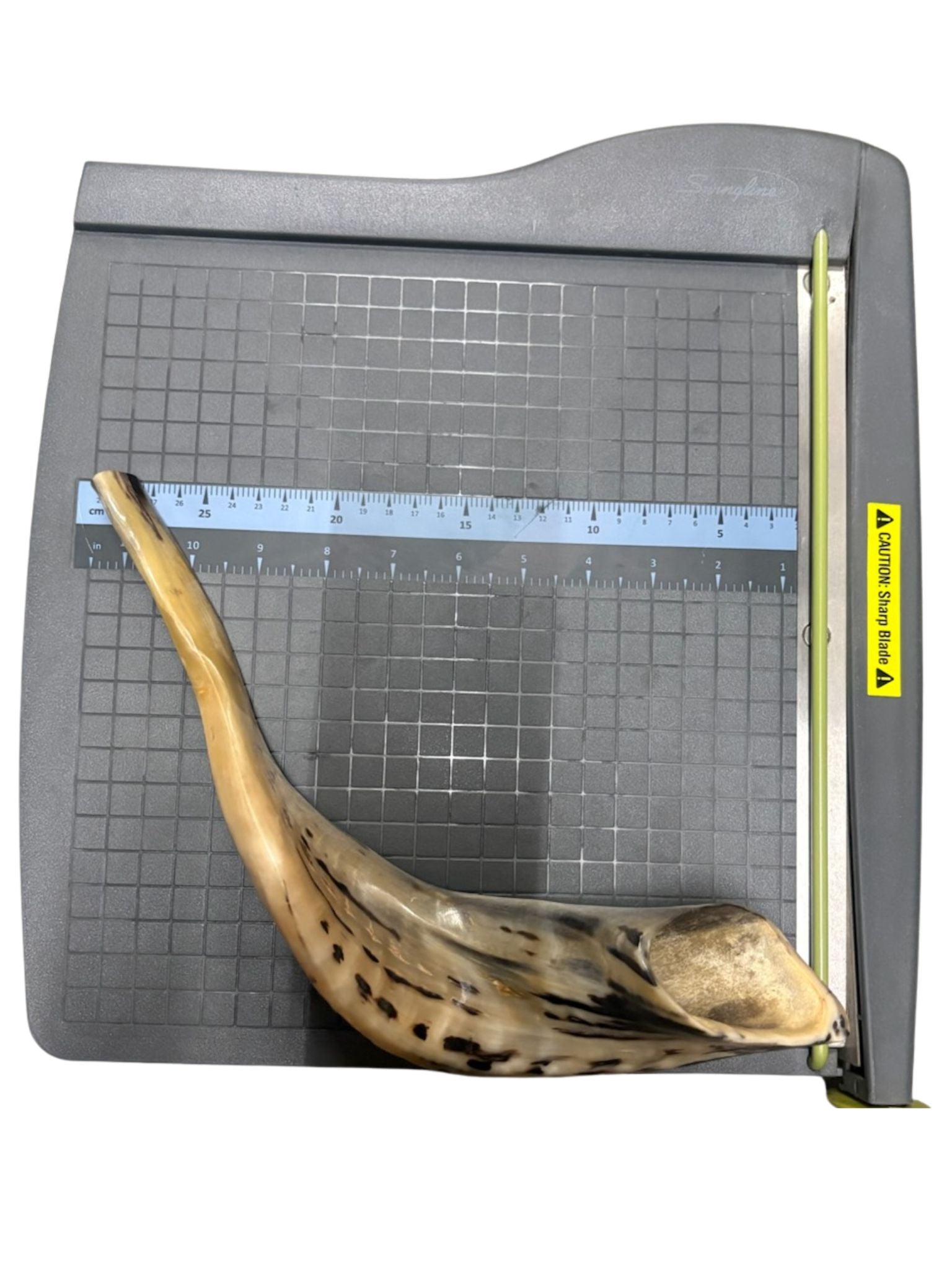 Shofar (Ram Horn) Select Size (SH-SH)