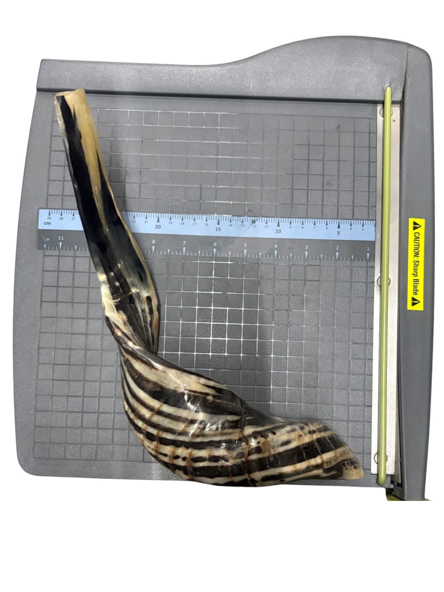 Shofar (Ram Horn) Select Size (SH-SH)