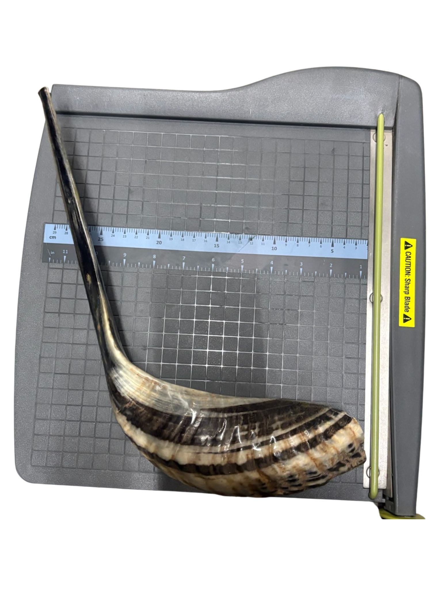 Shofar (Ram Horn) Select Size (SH-SH)