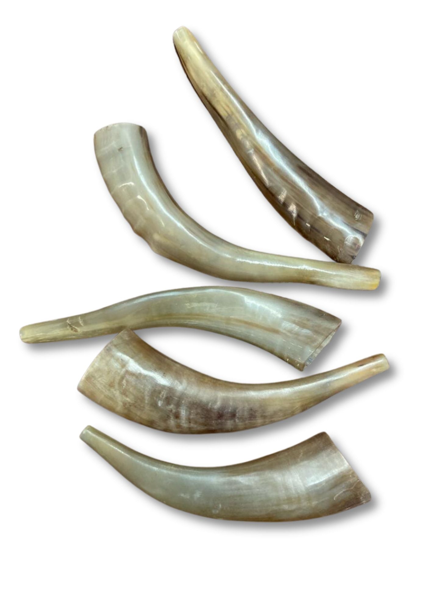 Mini Childrens Shofar-8" (SH-SH11)